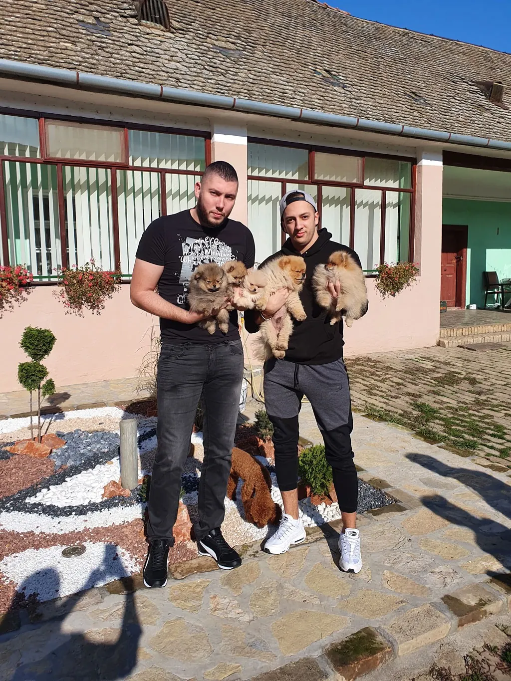 Odgajivačnica Pom Hash Stars