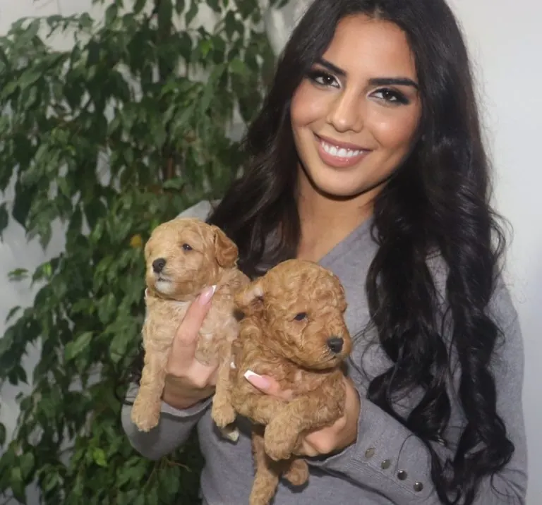 Pudla, Pom Hash Stars