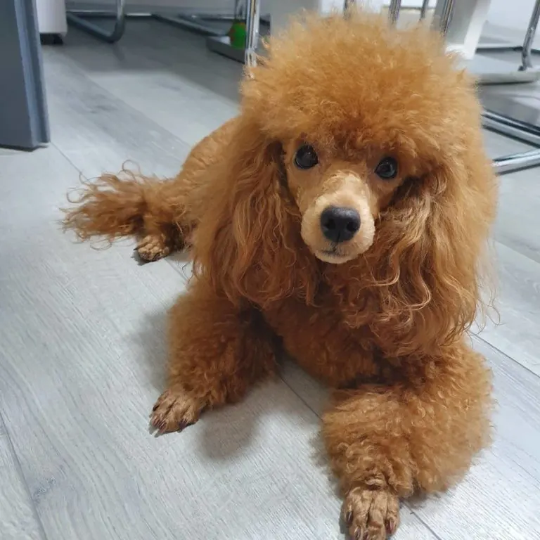 Pudla, Pom Hash Stars