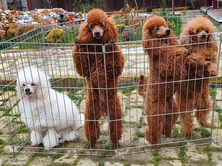 Pudla, Pom Hash Stars