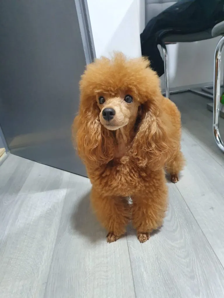 Pudla, Pom Hash Stars