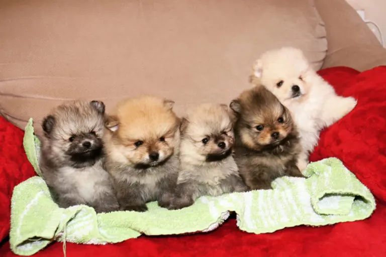 Pomeranac, Pom Hash Stars