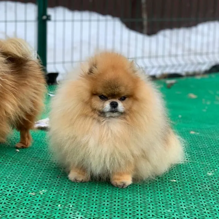 Pomeranac, Pom Hash Stars