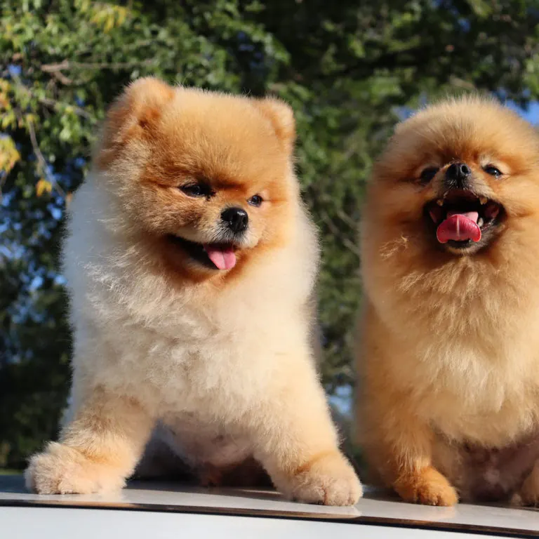 Pomeranac, Pom Hash Stars