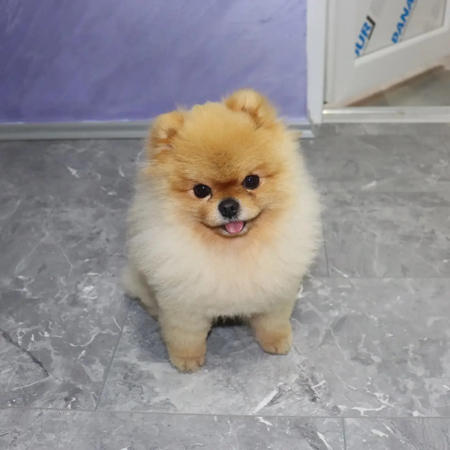 Pomeranac, Pom Hash Stars