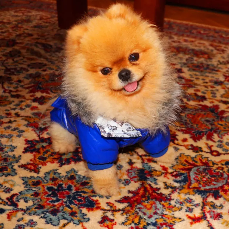 Pomeranac, Pom Hash Stars