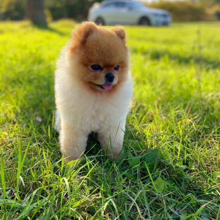 Pomeranac, Pom Hash Stars
