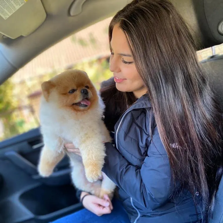 Pomeranac, Pom Hash Stars