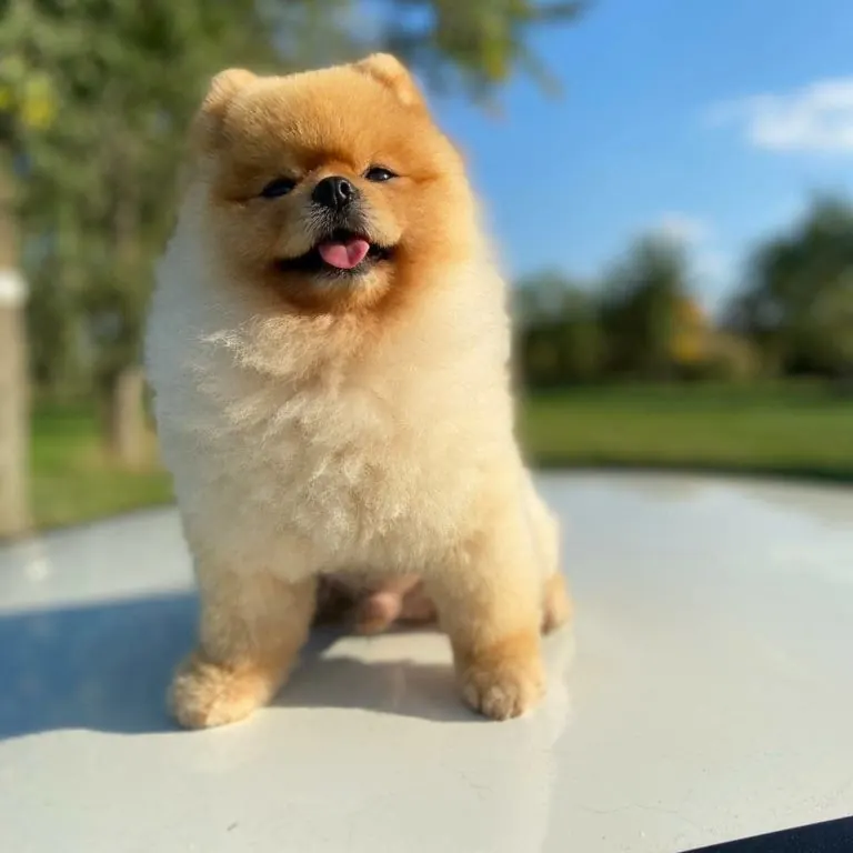 Pomeranac, Pom Hash Stars