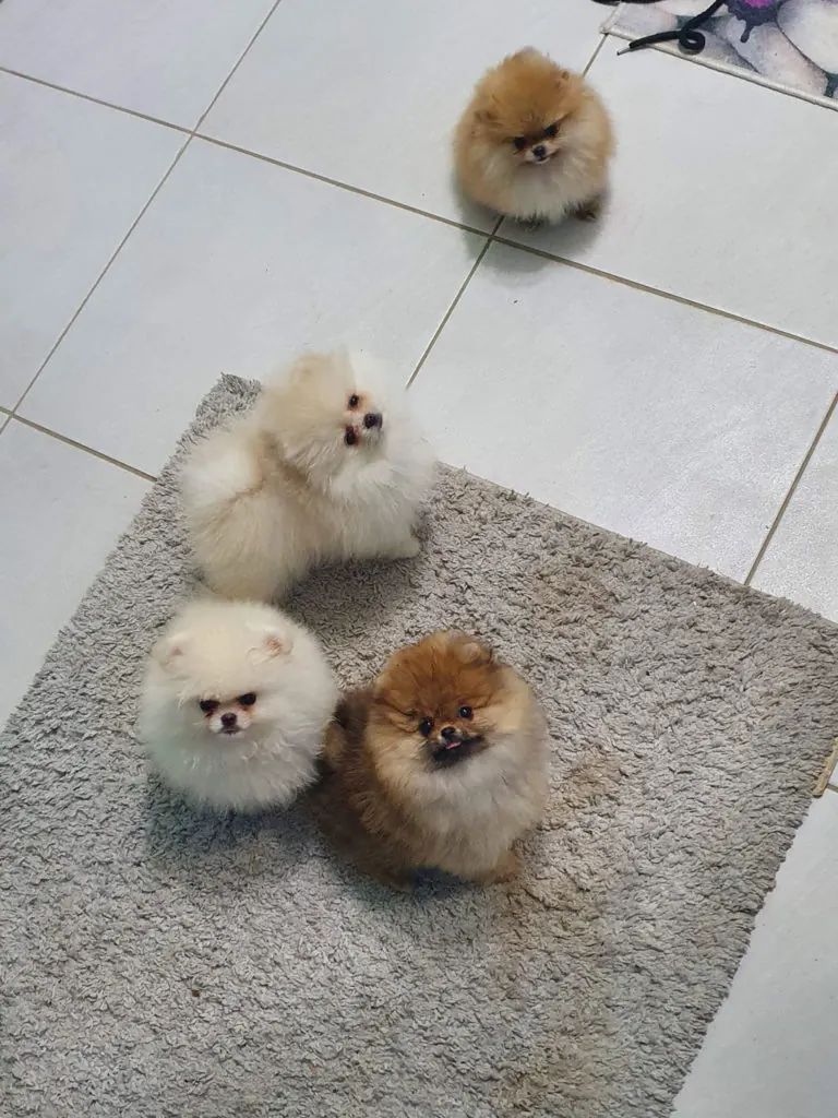 Pomeranac, Pom Hash Stars