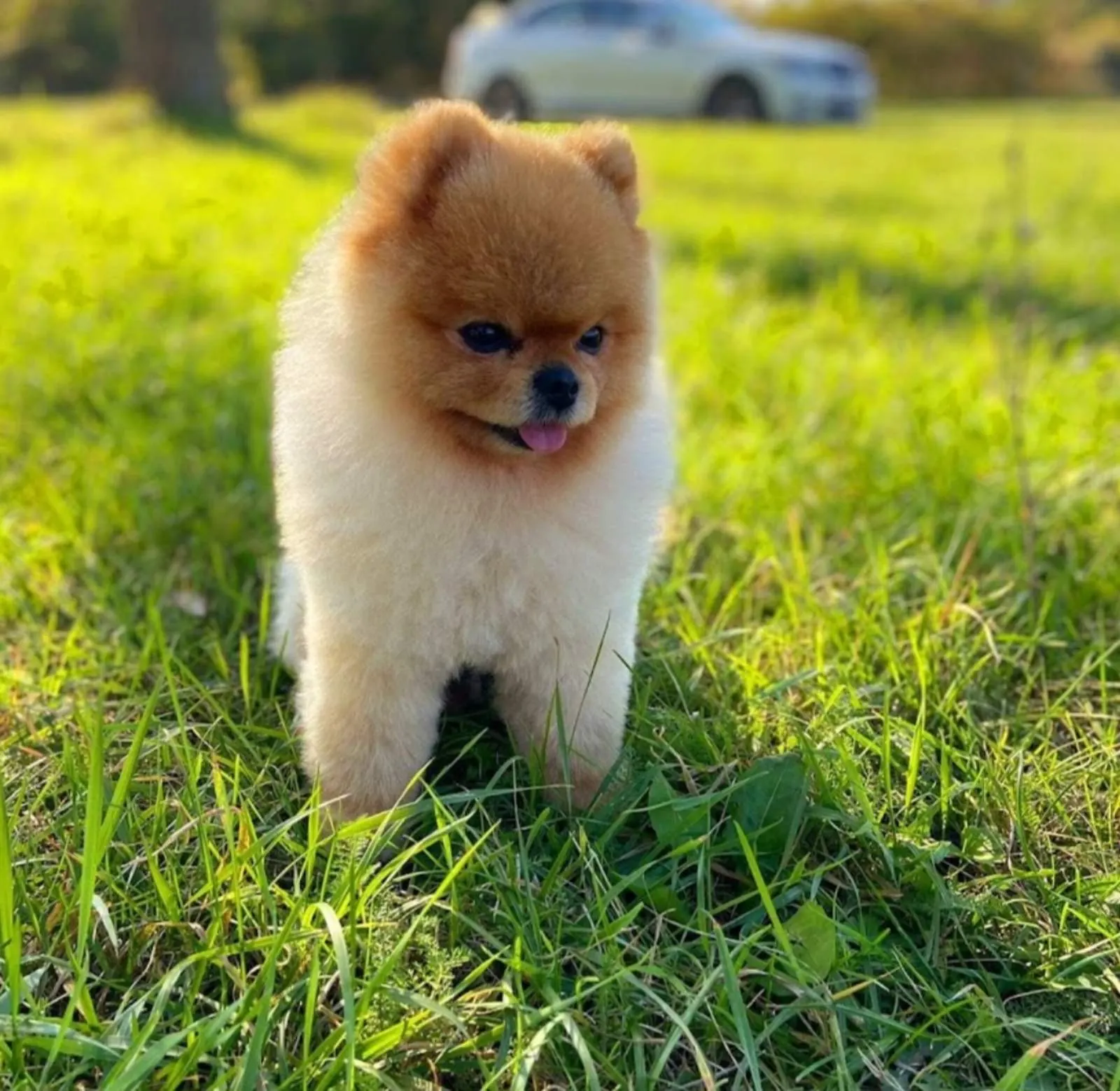 Boo pomeranac Srbija