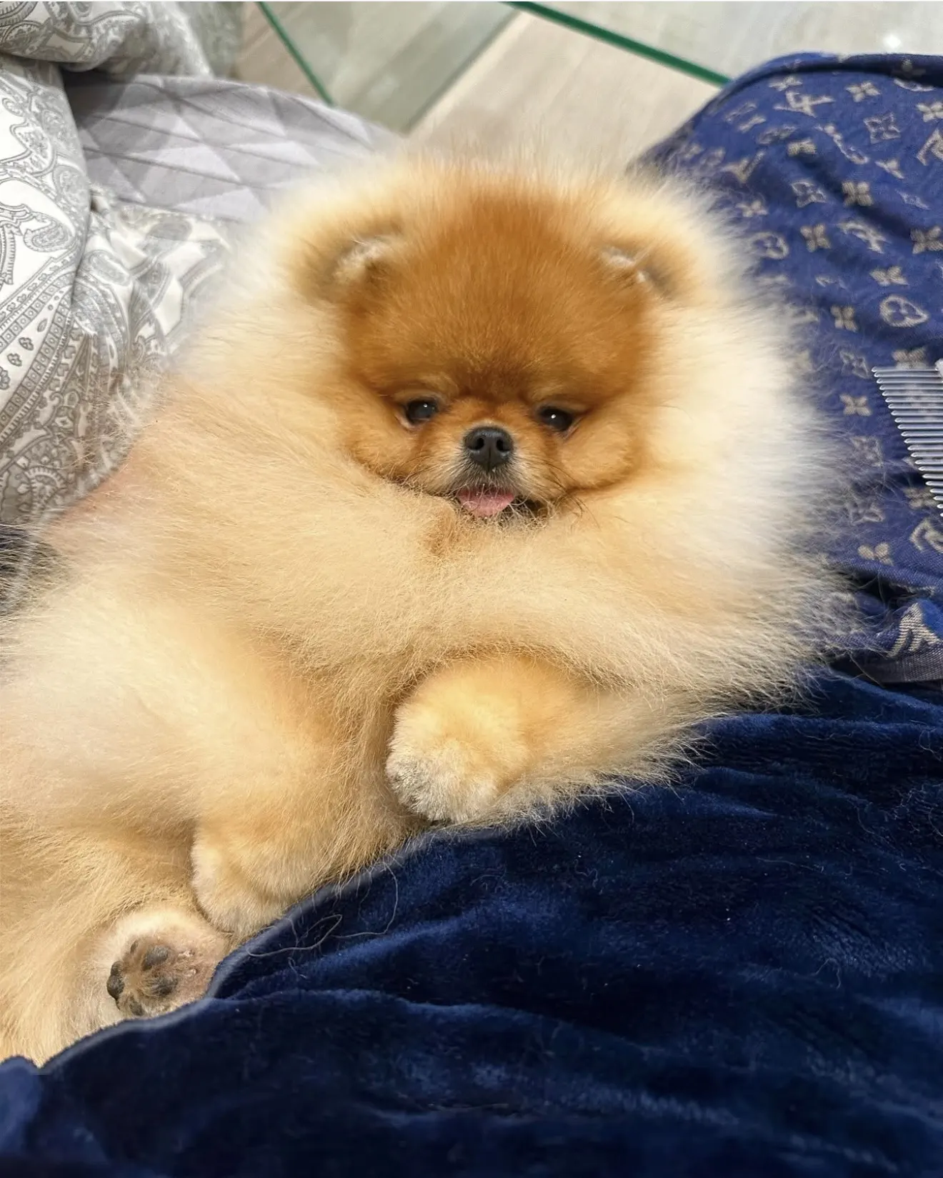 Mini pomeranac cena