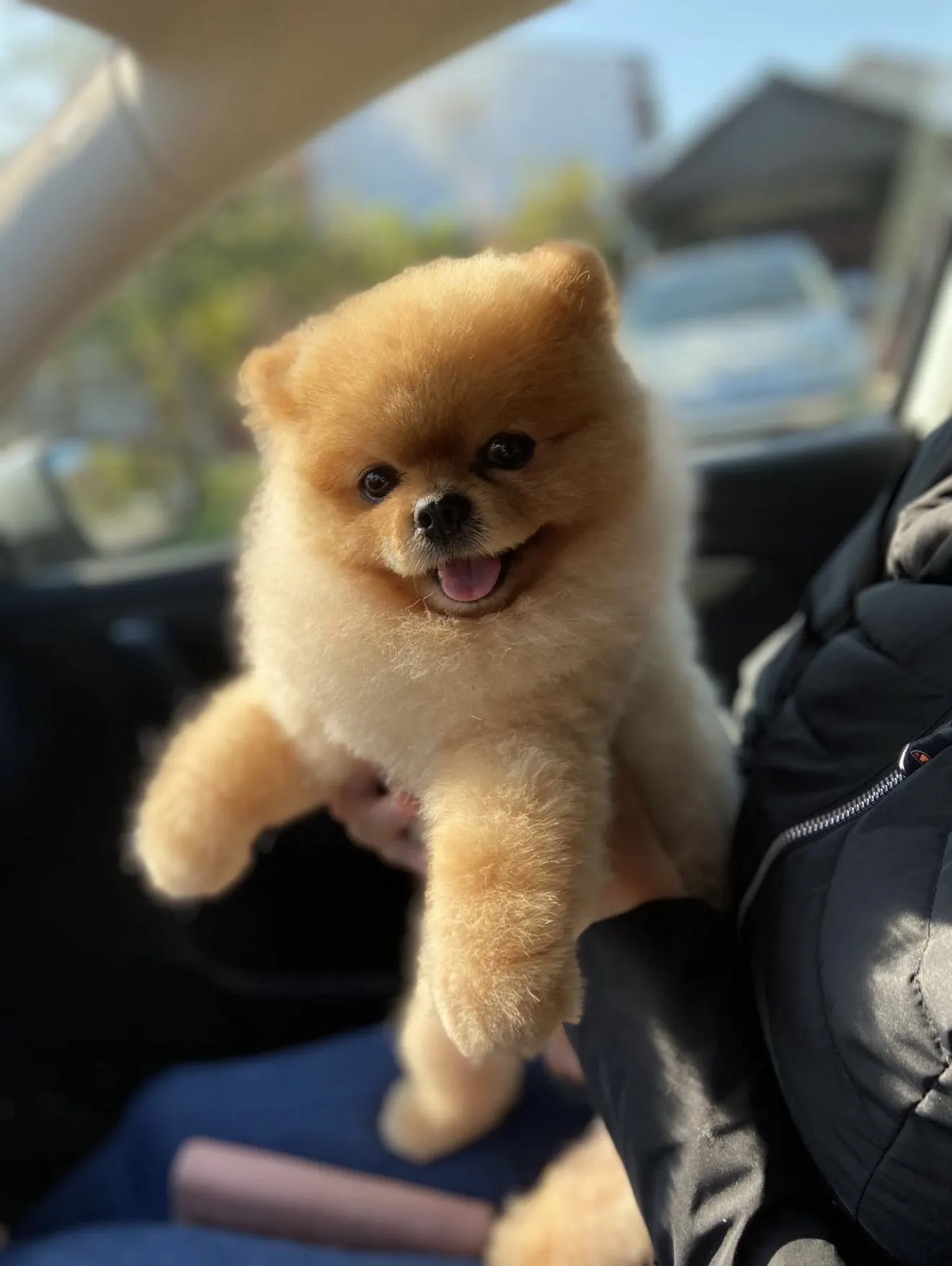 Mini pomeranac prodaja