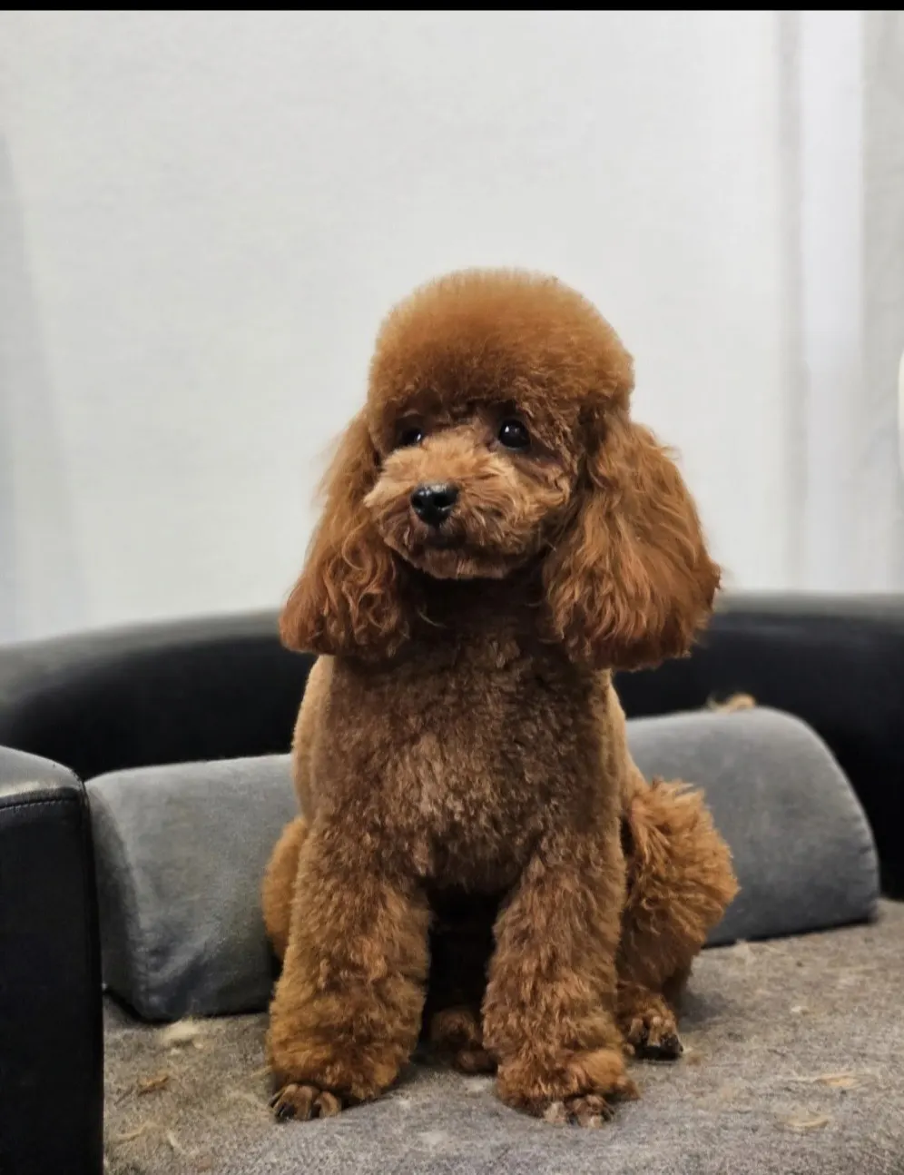 Mini pudla crvena Savino Selo