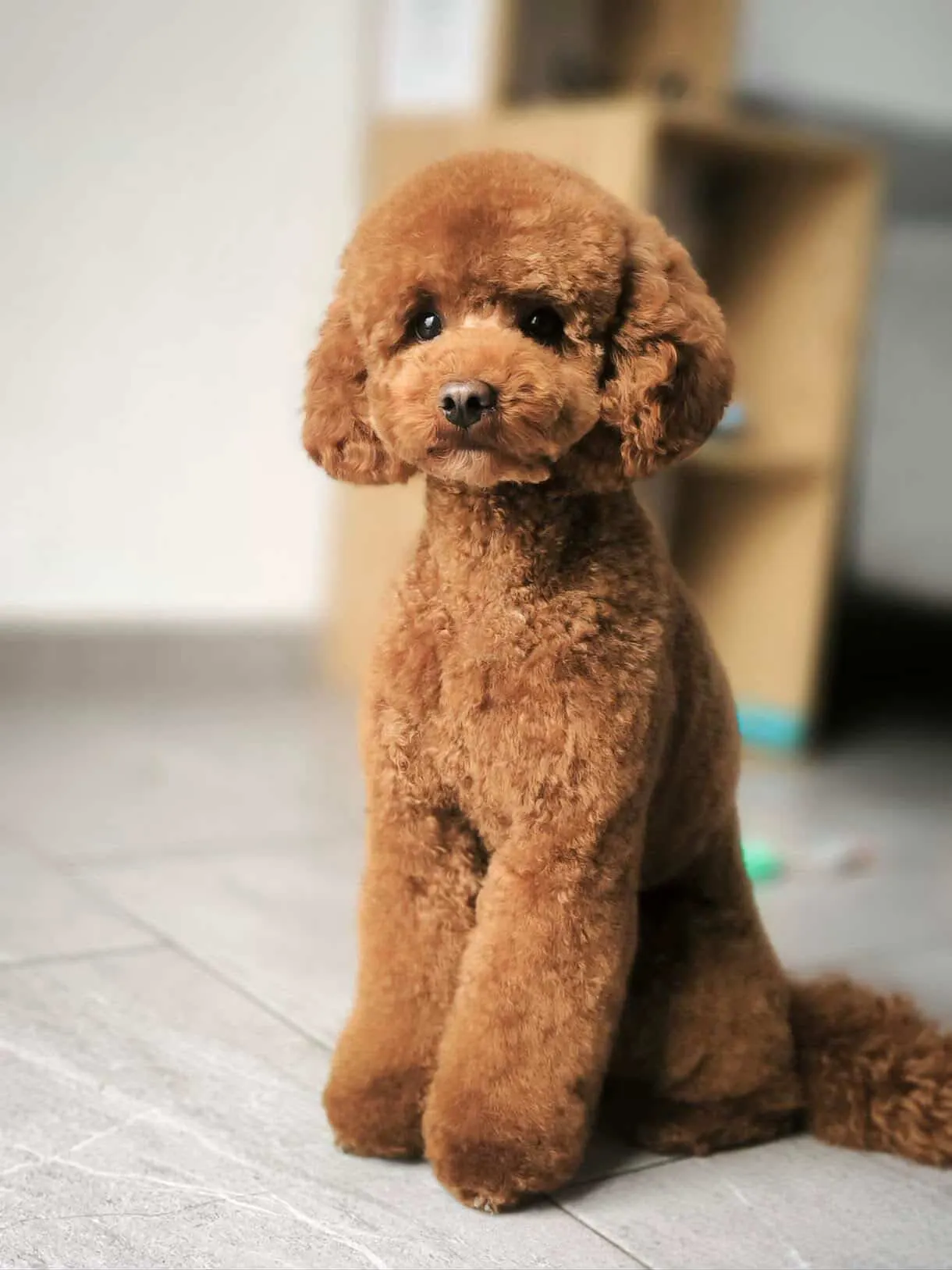 Toy pudla, Pom Hash Stars