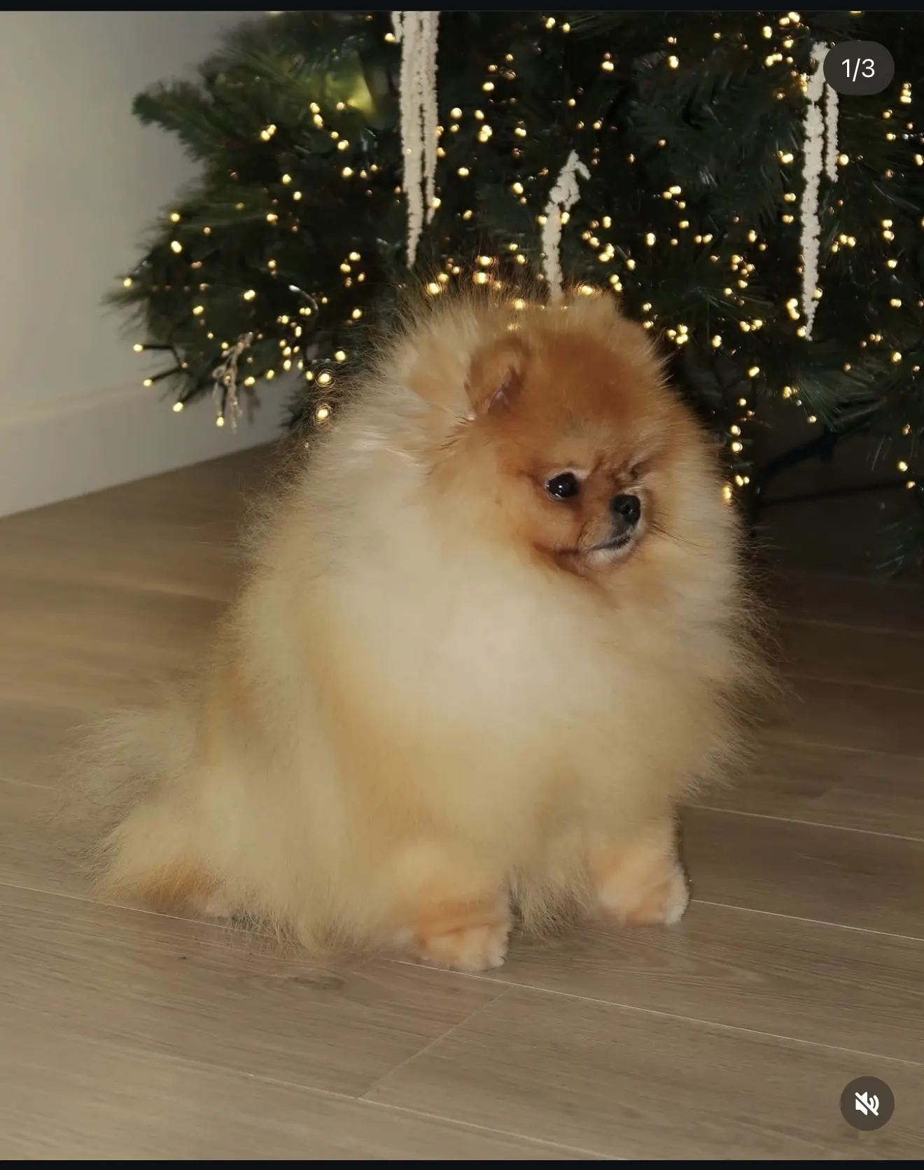 Pomeranac cena