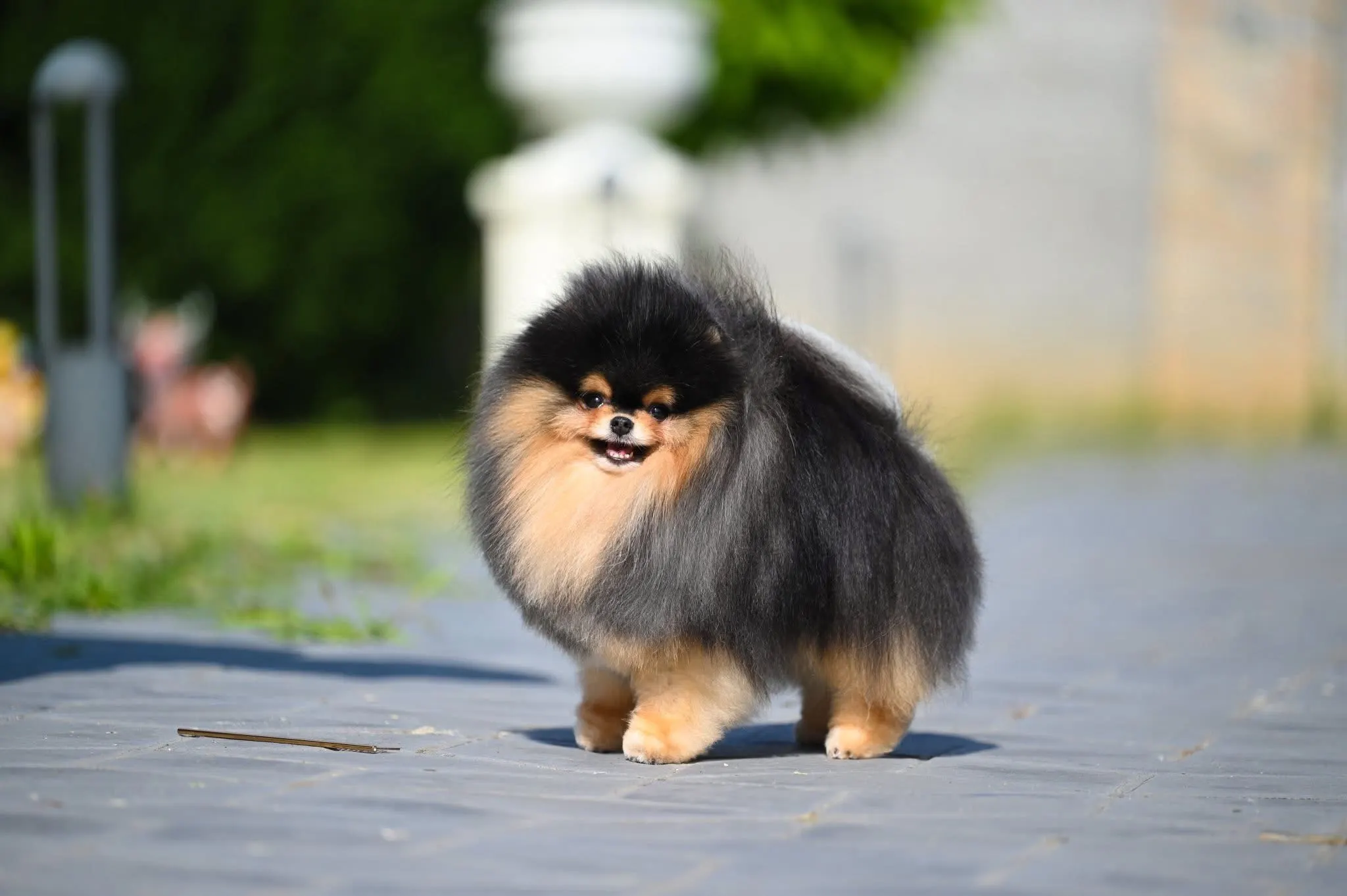Pomeranci prodaja Srbija