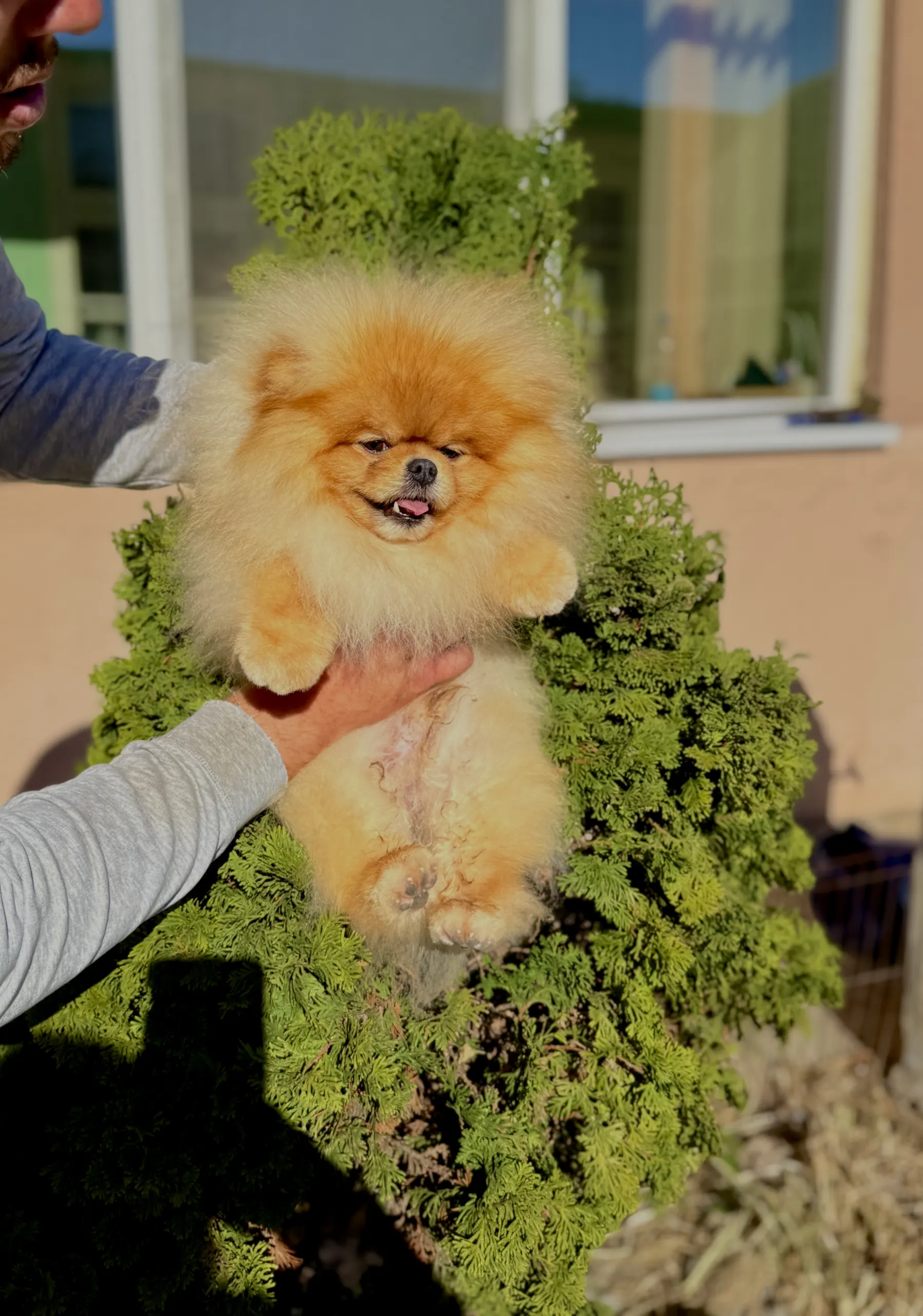 Ultra mini pomeranac cena