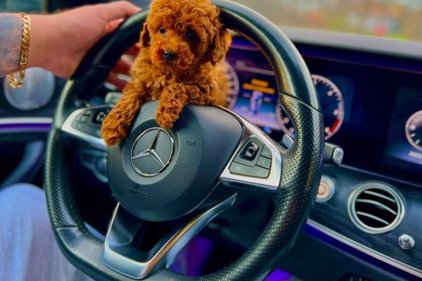 Odgajivacnica pomeranaca i pudli Pom Hash Stars Beograd