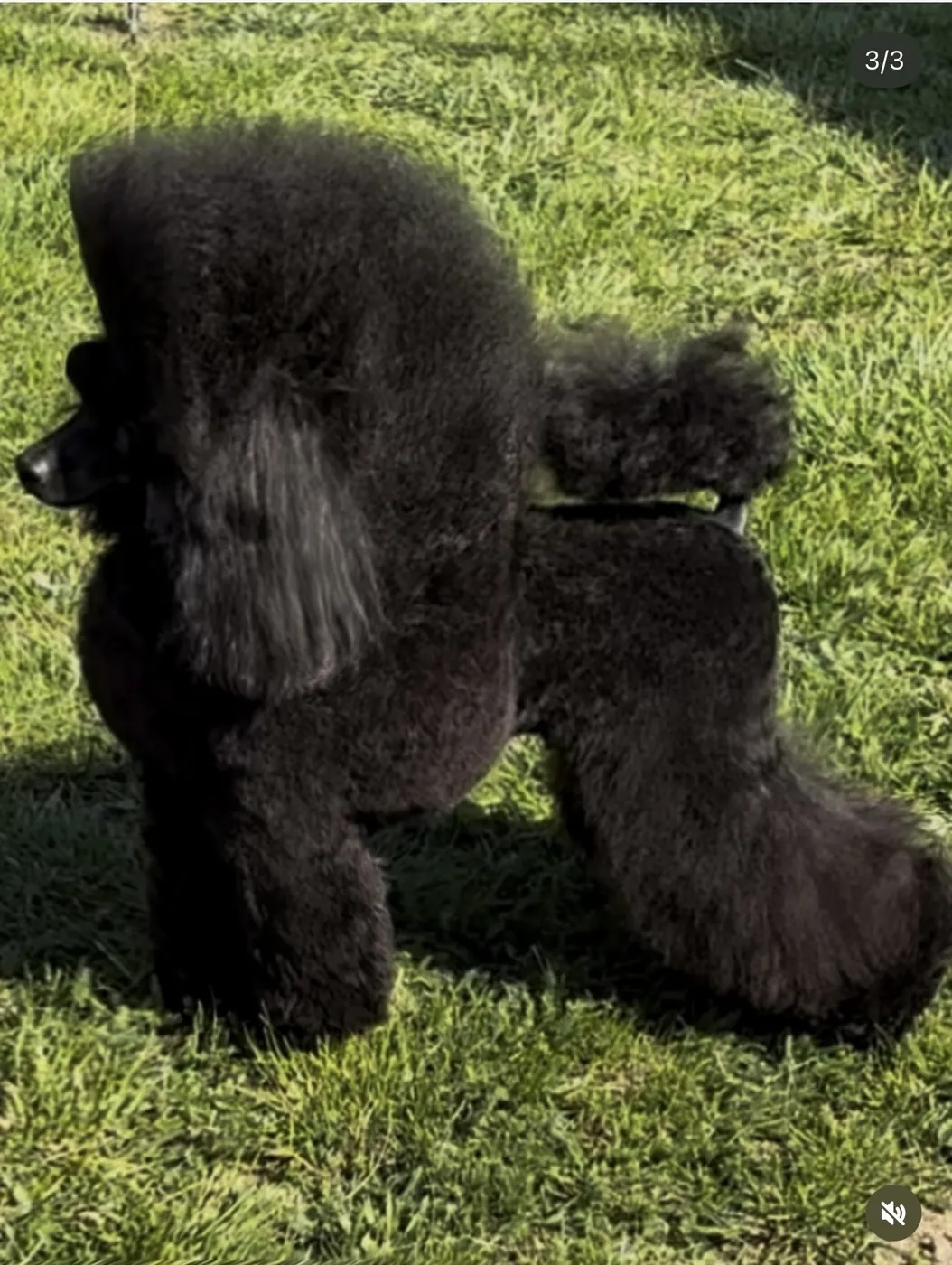 Phantom Pom Hash Stars